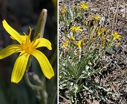 Image result for Crepis