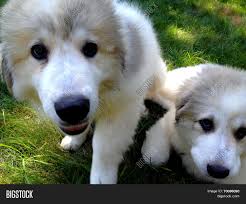 Developed with vets and delivered directly to you. Newfie Mix Image Stock Photo 70096090