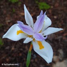 Image result for Dietes