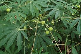 Image result for Manihot grahamii