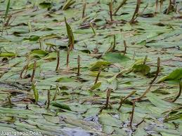 Image result for Potamogeton nodosus