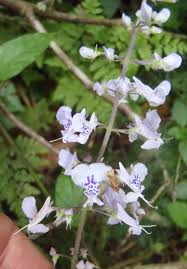 Image result for Plectranthus fruticosus