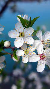 Pin On Flowers