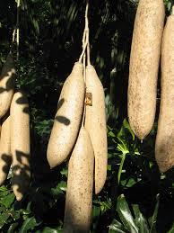 Image result for Kigelia africana