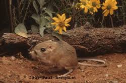 Maybe you would like to learn more about one of these? Kangaroo Rat Fact Sheet