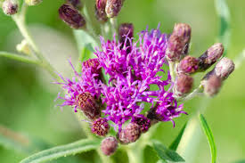 Image result for Vernonia brachycalyx