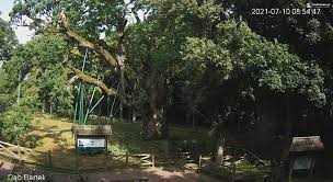 Owiany legendami jeden z najstarszych dębów w polsce. Y2pawl2pxhclpm