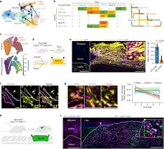 CD201+ fascia progenitors choreograph injury repair