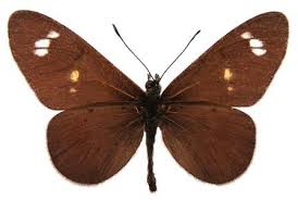 Image result for Mikania sagittifera