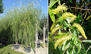 Image result for Salix babylonica