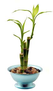 Bamboo likes more sun but it looks happy enough. Lucky Bamboo Advice On Caring For This Special Dracaena