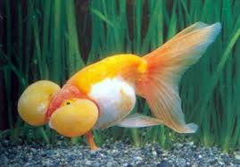 20 Funny Pictures Of Bubble Eye Goldfish Bubble Eye Goldfish Goldfish Bubble Pictures