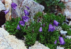Campanula Cochlearifolia Katilėlis Campanula Landscape Design Plants