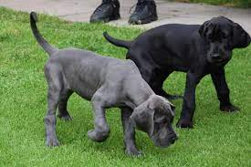 A great dane puppy weighs between 5 to 8 lbs (2.2 to 3.6 kg), but it does not stay small for long. What Is The Best Diet For A Great Dane Puppy Plus Adult Diet Plan