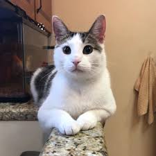 Deli Is Always Posing And Hopes You All Had A Fantastic Tuesday Delsinthecat Delsin Deli Del Cat Catsofinstagram Kitty Kit Resim