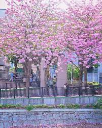 himiko chen s instagram post 竹溪的 洋紅風鈴木是四月開 1月開的是粉紅風鈴木 長的很像 這裡的風鈴木 從2008拍攝以來並不是年年都開的好 大概二到四年才會較盛開 春季缺水