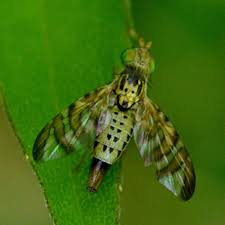 Image result for Cyathula cylindrica