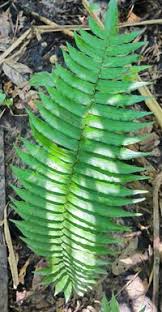 Image result for Lomariopsidaceae