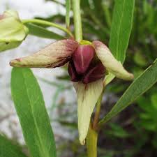 Image result for Nesaea pygmaea