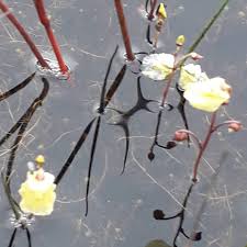 Image result for Utricularia  minor