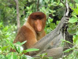 Contact friends flora fauna malaysia on messenger. Nasenaffe Im Bako Nationalpark Sarawak Borneo Malaysia Tiere Nationalpark Flora Und Fauna