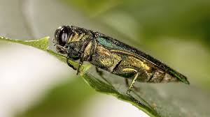 Gardening in your yard has major upsides, but it has one irritating downside: Scientists Plant Sentinel Trees To Warn Of Devastating Pests Science Aaas