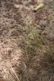 Image result for Microchloa