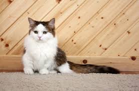 Kedi Turleri Nelerdir Kedi Cinsleri Ve Kedilerin Ozellikleri Nelerdir Haberler