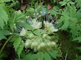 Image result for Hydrophyllaceae