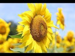 El Amarillo Clases De Pintura Al Oleo Videos De Pintura Amarillo