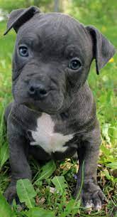 Looking for blue or red nose male puppy. Blue Nose Pitbull Puppies For Sale Blue Nose Pitbull Breeders Baby Pitbulls For Sale