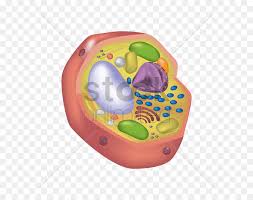 We did not find results for: Animal Cell VçŸ¢é‡å›¾å½¢ Illustration Hd Png Download Vhv
