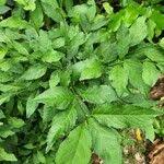 Image result for Erythrococca