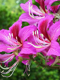 Image result for Bauhinia purpurea
