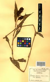 Image result for Floscopa africana