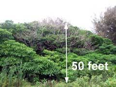 Image result for Rauvolfia vomitoria