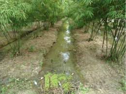 Pokok buluh pokok tongkat ali pokok rotan. Cara Tanam Buluh Madu Untuk Hasil Rebung Kebun Bandar