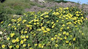 Image result for Arctotheca