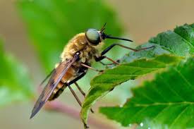 Maybe you would like to learn more about one of these? Is A Horse Fly Bite Dangerous Terminix