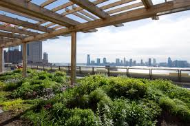 Hdg building materials is an architect and builder's best resource for buzon screwjack pedestals, structural porcelain pavers, hardwood and ipe pavers, stone pavers, and resysta rice hull composite board decking. Green Roofs For Healthy Cities