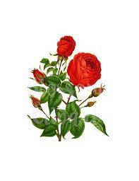 Vintage Rose Png Jpg Rose Botanical Print Clipart Digital Etsy Botanical Prints Vintage Roses Flower Illustration