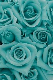 Iphone mint green roses wallpaper. Pin By Mariette Hammon On Turquoise Beautiful Flowers Blue Roses Turquoise Roses