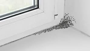 Check spelling or type a new query. How To Kill Black Mold On Windowsills 1 800 Hansons