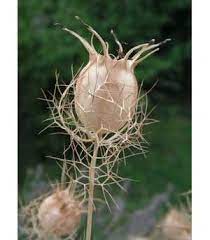 To dry the pods, cut while the pods are still green and somewhat. Growing Love In A Mist Thriftyfun