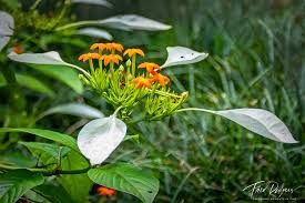 Image result for Rytigynia umbellulata