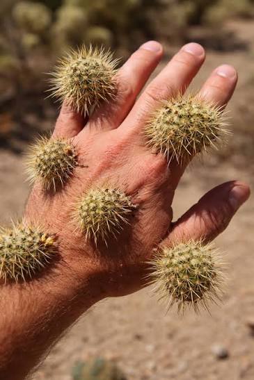Dangers of jumping cholla cactus in Tucson, Arizona
