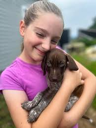 New black and white tick German Shorthair Pointer puppy