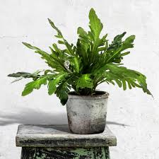Pet friendly our artificial lawns are ideal for all pets. Buy Fake Plants Online 13 Stores With The Best Faux Greenery Architectural Digest