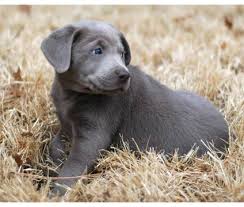 Mother and father are both akc. Silver Lab Puppies Lab Puppies Silver Lab Puppies Puppies