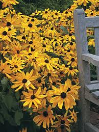 Discover some of the best perennial flowers for beginners, with a focus on foxglove reseed easily, so plant foxgloves two years in a row for flowering plants. Rudbeckia Indian Summer Bluestone Perennials